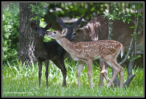 Black Fawn